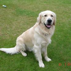 Golden retriever Hannibal