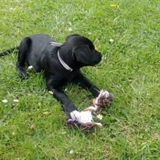 Blanding af racer Nala