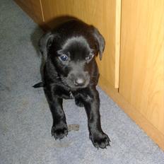 Blanding af racer Nala