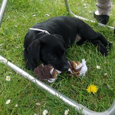 Blanding af racer Nala