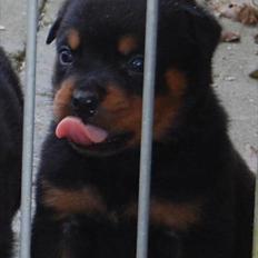 Rottweiler AYA