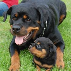 Rottweiler AYA
