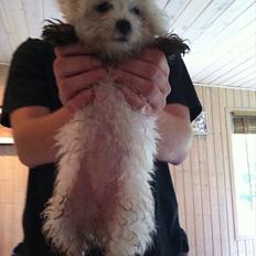 Blanding af racer Molly