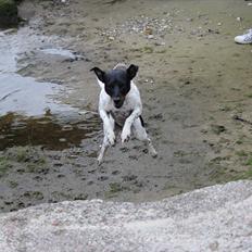 Dansk svensk gaardhund Rocky