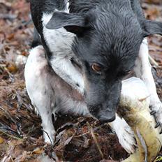 Dansk svensk gaardhund Rollo - Far til 4.. 