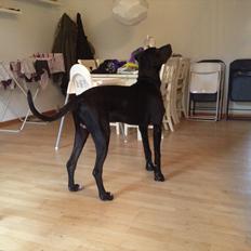 Grand danois Cato *Rip* <3 du er savnet