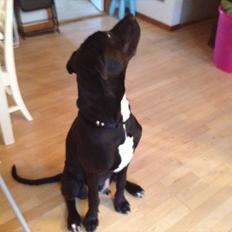 Grand danois Cato *Rip* <3 du er savnet