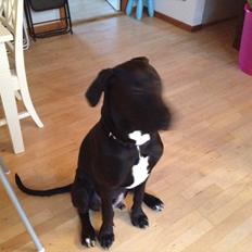 Grand danois Cato *Rip* <3 du er savnet