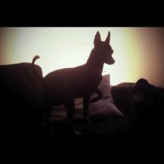 Xoloitzcuintle Miska