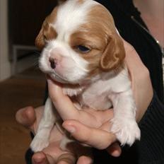 Cavalier king charles spaniel Marskens Nova