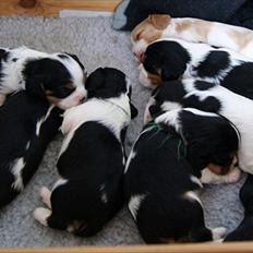 Cavalier king charles spaniel Marskens Nova