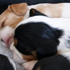 Cavalier king charles spaniel Marskens Nova