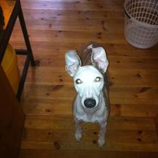 Whippet Snif