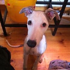Whippet Snif