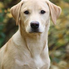 Labrador retriever Adventure Vega