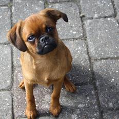 Griffon petit brabancon Figaro