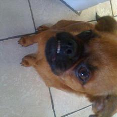 Griffon petit brabancon Figaro