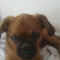 Griffon petit brabancon Figaro