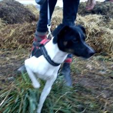 Dansk svensk gaardhund Molly <3