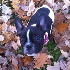 Fransk bulldog Carla