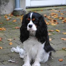 Cavalier king charles spaniel Cuba