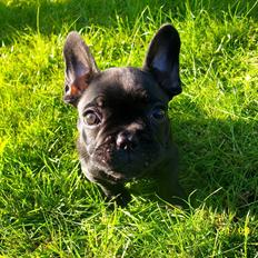 Fransk bulldog Felix <3