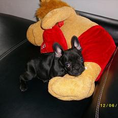 Fransk bulldog Felix <3