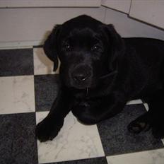 Labrador retriever Sussi