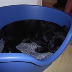 Labrador retriever Sussi