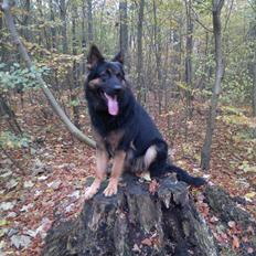 Schæferhund Tex-Benji Vom Altdeutschen Eck