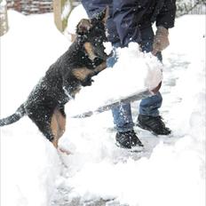 Schæferhund Tex-Benji Vom Altdeutschen Eck