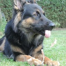 Schæferhund Tex-Benji Vom Altdeutschen Eck