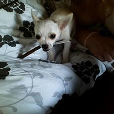 Chihuahua nanna