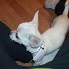 Chihuahua nanna