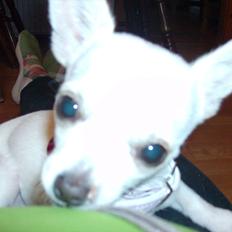 Chihuahua nanna