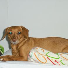 Blanding af racer Karla Jensen