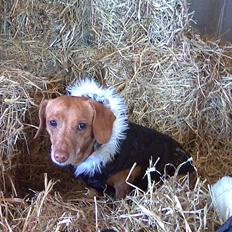 Blanding af racer Karla Jensen