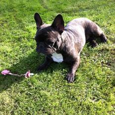 Fransk bulldog Zille