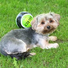 Yorkshire terrier rosa