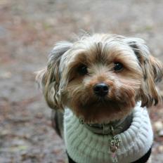 Yorkshire terrier rosa