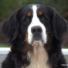 Berner sennenhund Malou