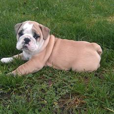 Engelsk bulldog Conrad Von Snøfte