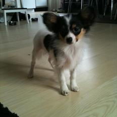Papillon Molly