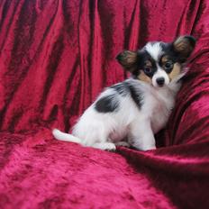 Papillon Molly