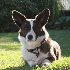 Welsh corgi cardigan Berta <3