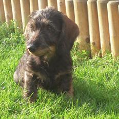 Gravhund Ludvig