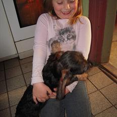 Gravhund Ludvig