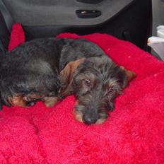 Gravhund Ludvig