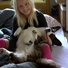 Welsh corgi cardigan Berta <3