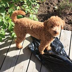 Dværgpuddel | Buller